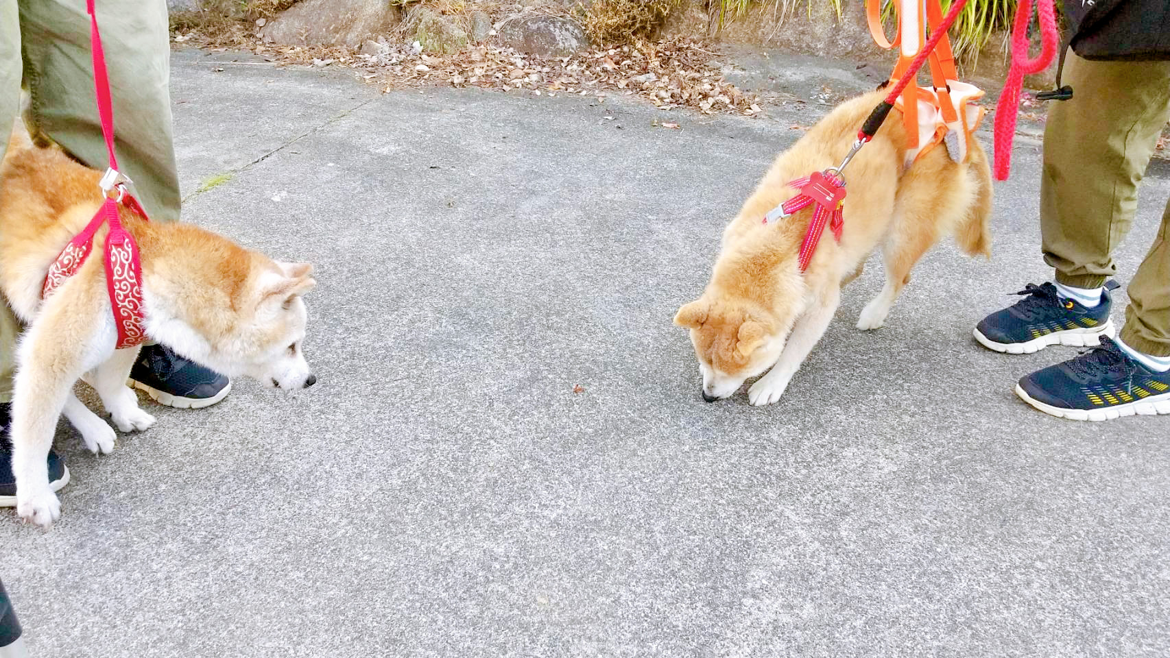 入居のご案内_散歩画像
